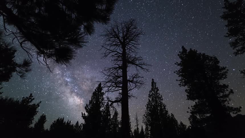 A forest is shown with the milkway and star very visible in the sky