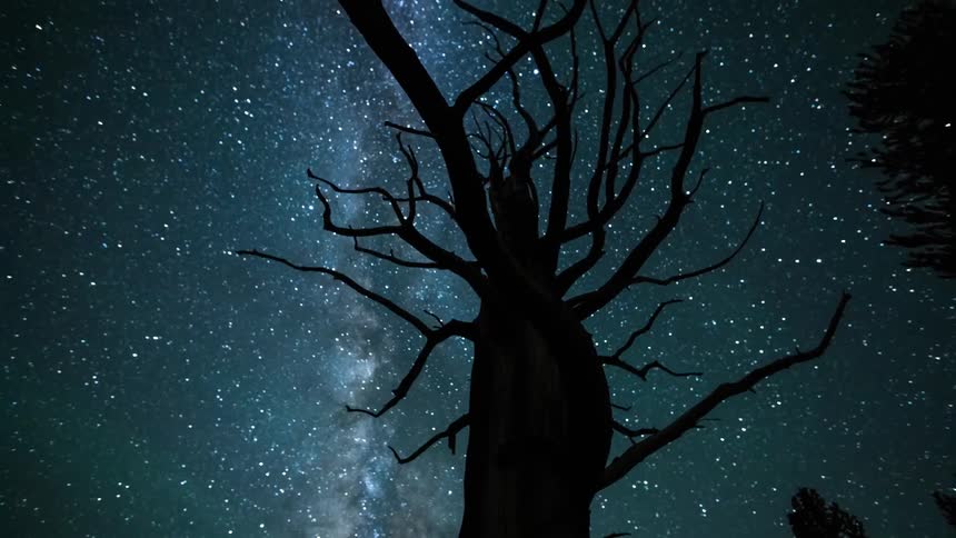 Stars of the milky way in the night sky are seen through the branches of a bare tree