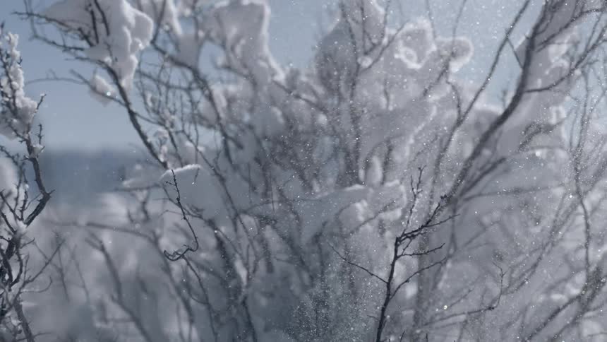 Snow blows over a snow-crusted tree