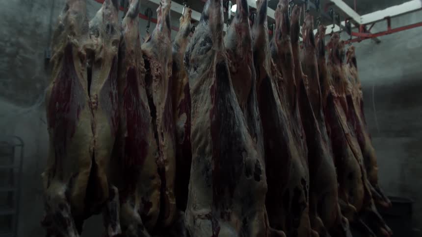 Several full meat carcasses hang in large meat freezer