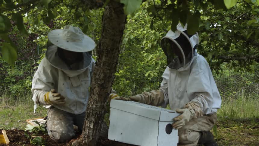 Beekeepers try to remove bees from a tree and move them to a cardboard box
