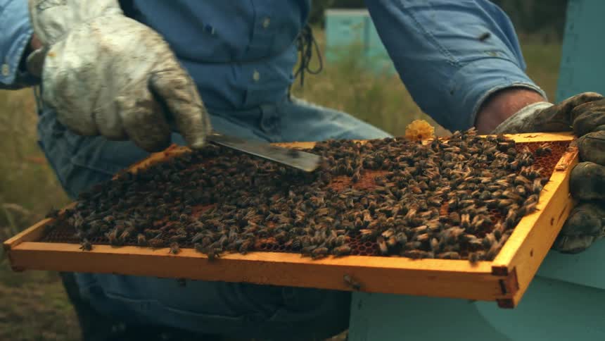A human bee keeper carefully removes and inspects a tray from a beehive that is covered in bees