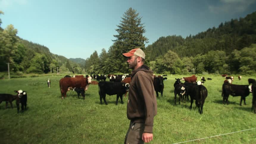 A man walks over a wire fence to check on a field of cows