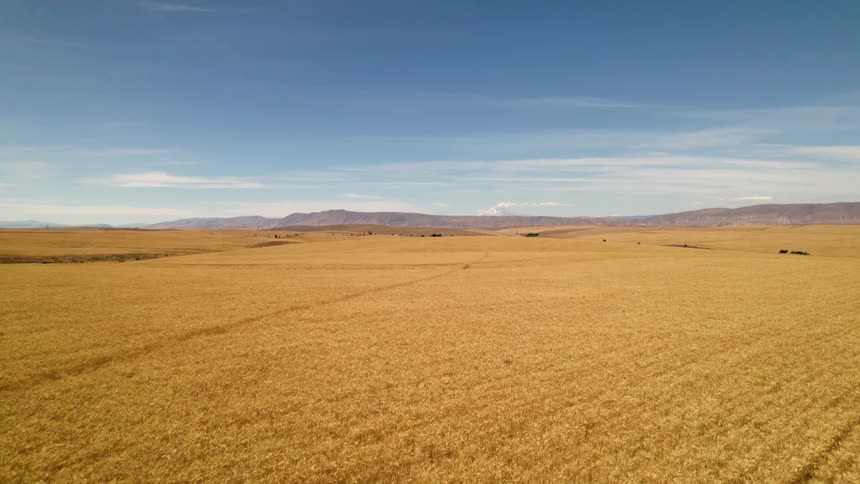 Aerial view of an extensive yellow wheat crop field reaching the mountains in the horizon