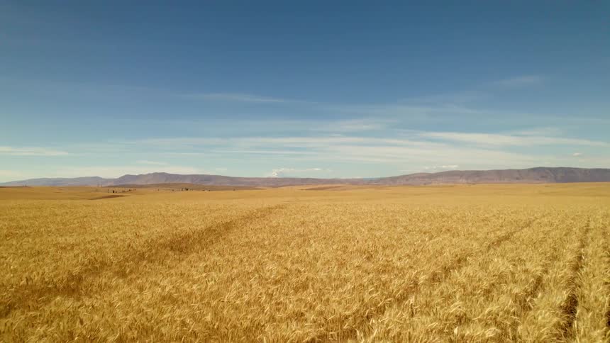 A field of crops is displayed during spring