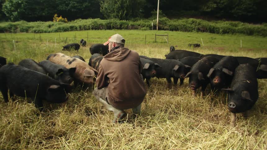 A man is bending down in a field on a farm feeding his pigs