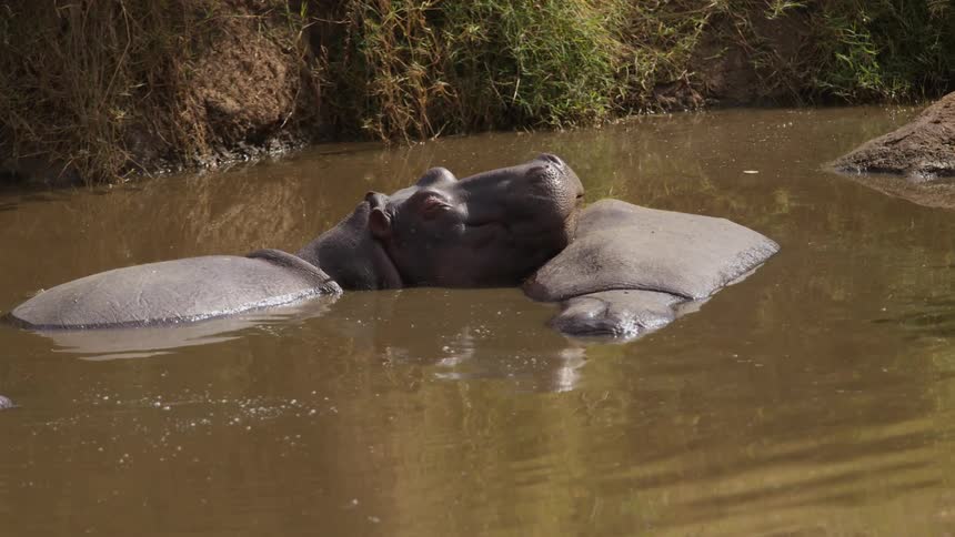 Hippos rest in the pond