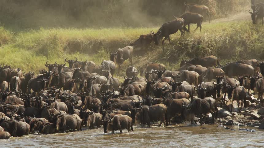 A group of cattle walk toward a creek to drink water