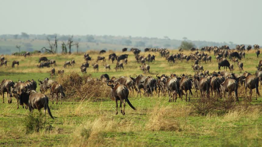 Large herd of wildebeest grazing on the yellow grass in the savannah at daytime