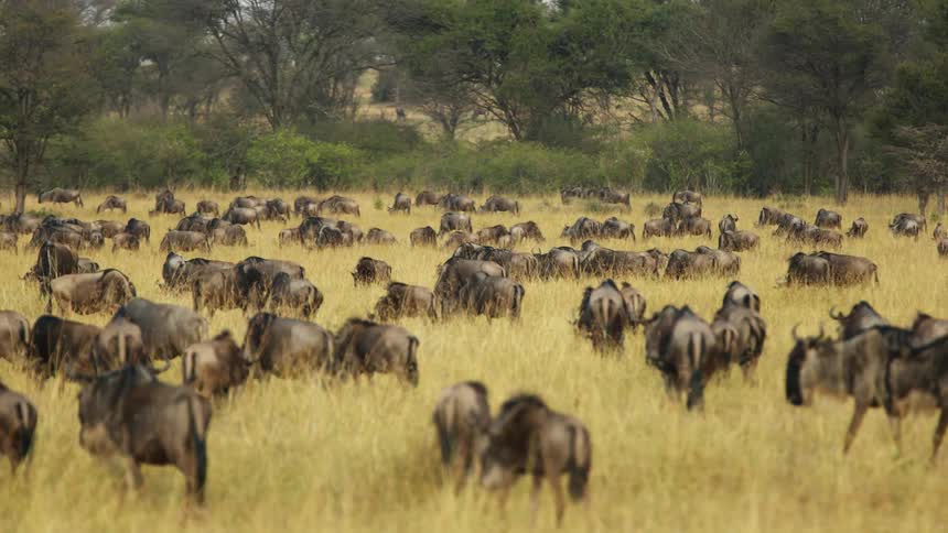 Herd of wildebeest grazing on the yellow grass in the savannah at daytime