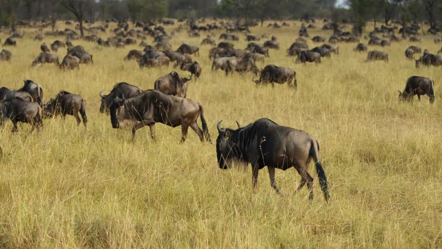 A herd of wildebeest is grazing over grassland