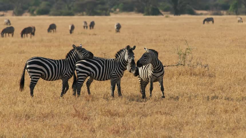 Herd of zebra grazes in open field with trees in the background