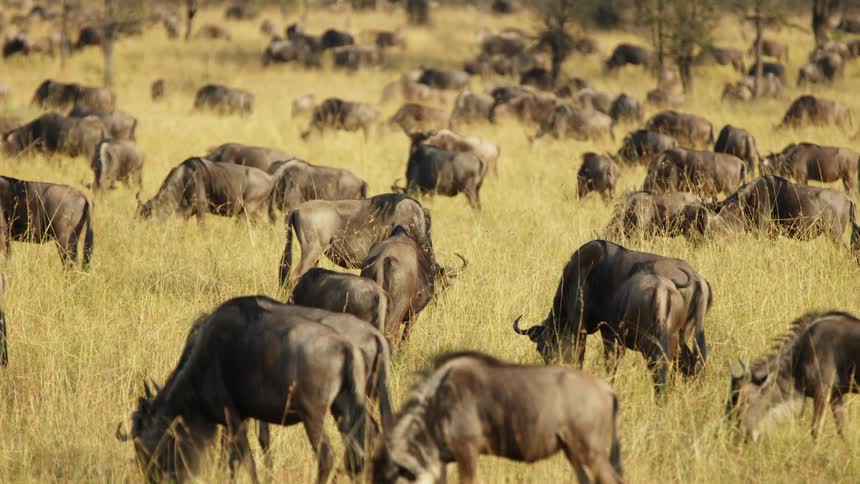 Herd of antelopes grazing on the yellow grass in the savannah at daytime