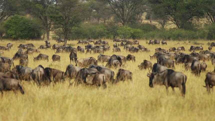Herd of wildebeest grazing on the yellow grass in the savannah at daytime