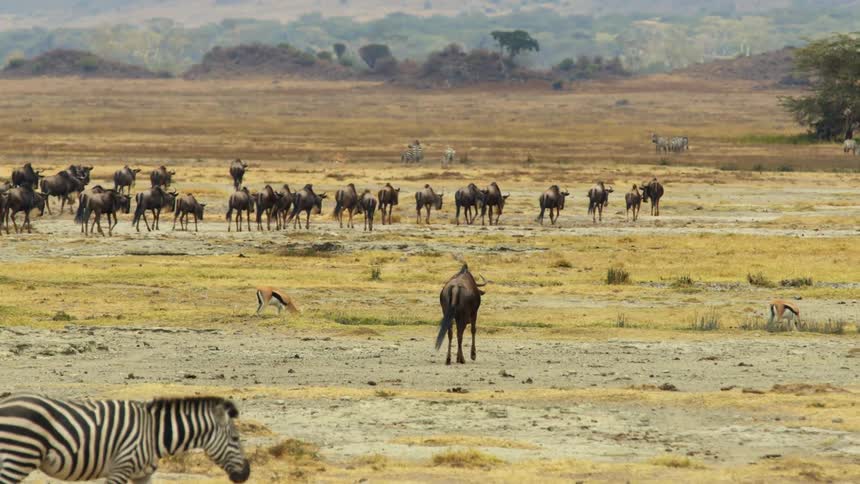 Zebra crosses savanna with wildebeest and impalas in the background
