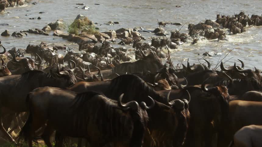 A herd of animals is walking across a river