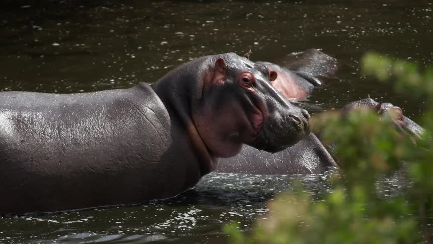 A group of hippos splash in water