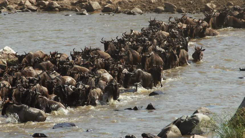 Herd of african wildebeest crossing a river in a line at daytime