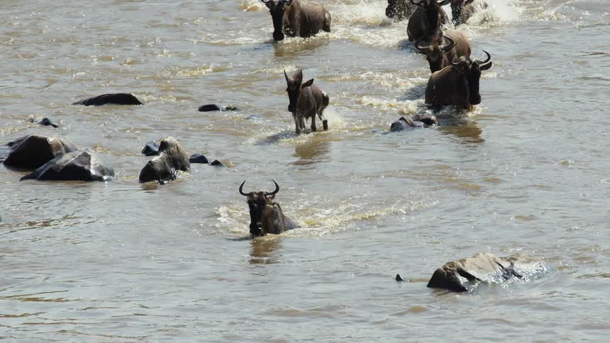 Herd of african wildebeest crossing a river in a line at daytime