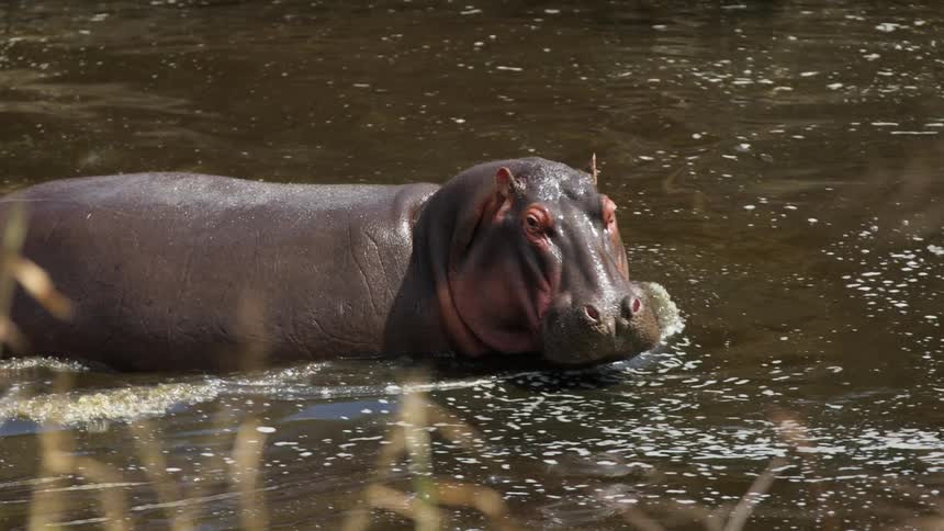 Two hippos are seen wading through the water