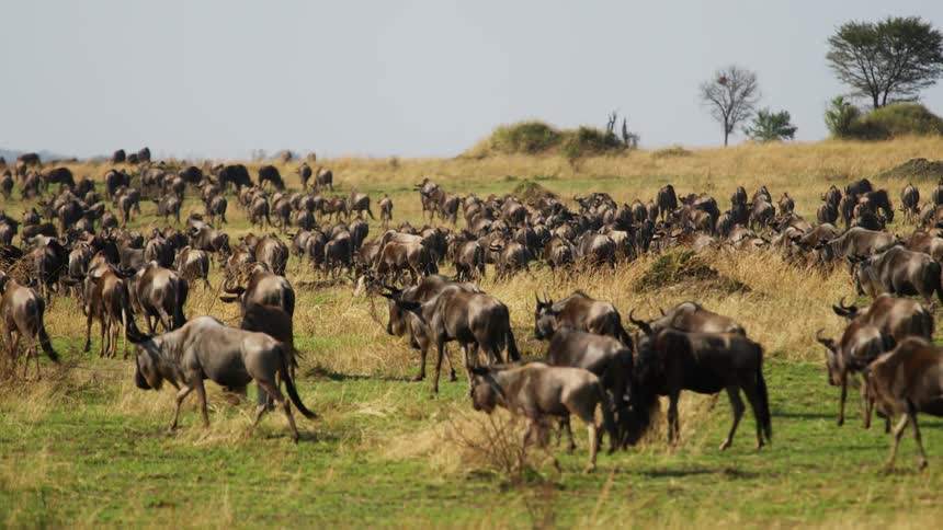 A large herd of wild animals walks through a field