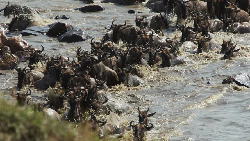 Packed herd of african wildebeest crossing a river at daytime