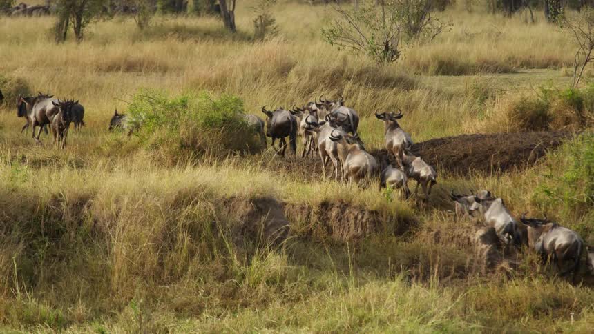 Herd of wildebeest running up a hill in the african savannah