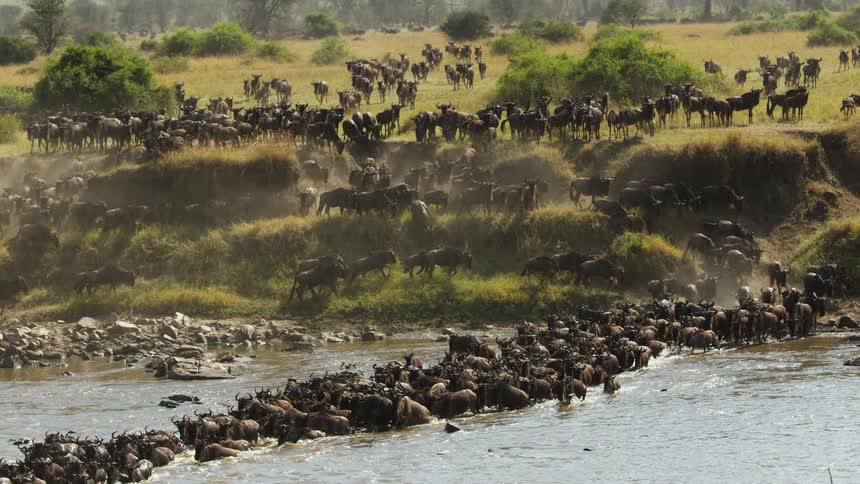 A herd of animals are walking through a river