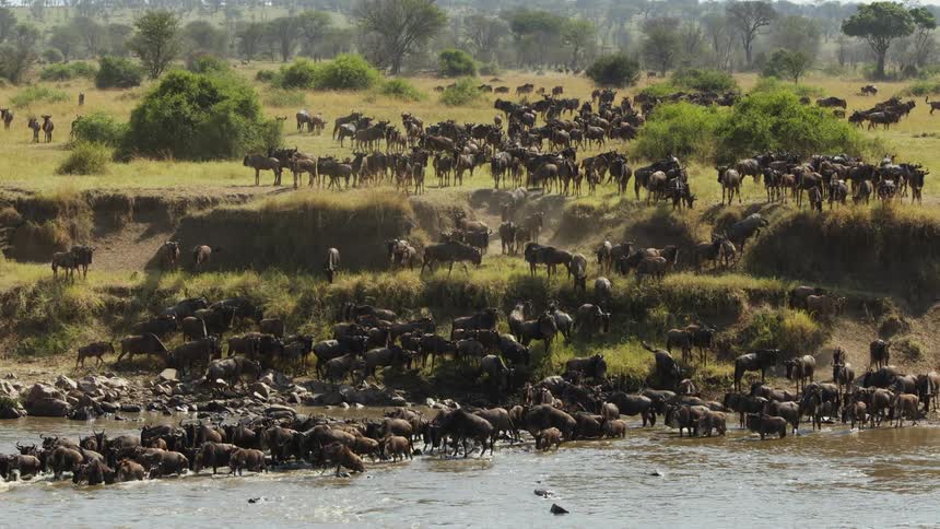 Wildebeest ford water while remaining herd moves down slope from field