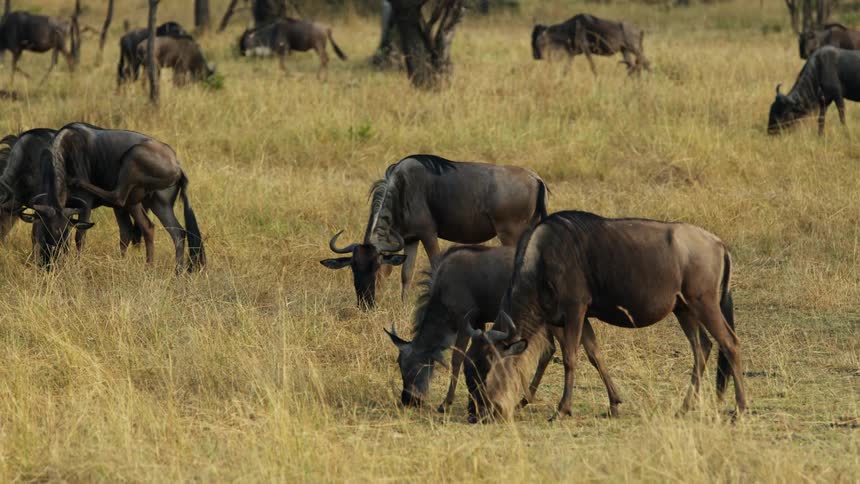 Herd of wildebeest grazing on the yellow grass in the savannah at daytime