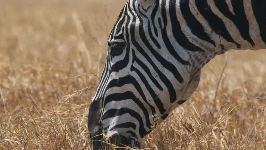 Close up of the head of an african zebra grazing on the yellow grass in the savannah