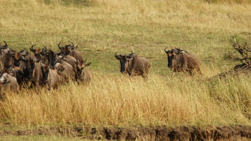Herd of wildebeest running on the plains in the african savannah