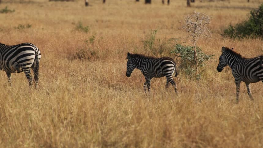 A herd of zebras are walking through the landscape
