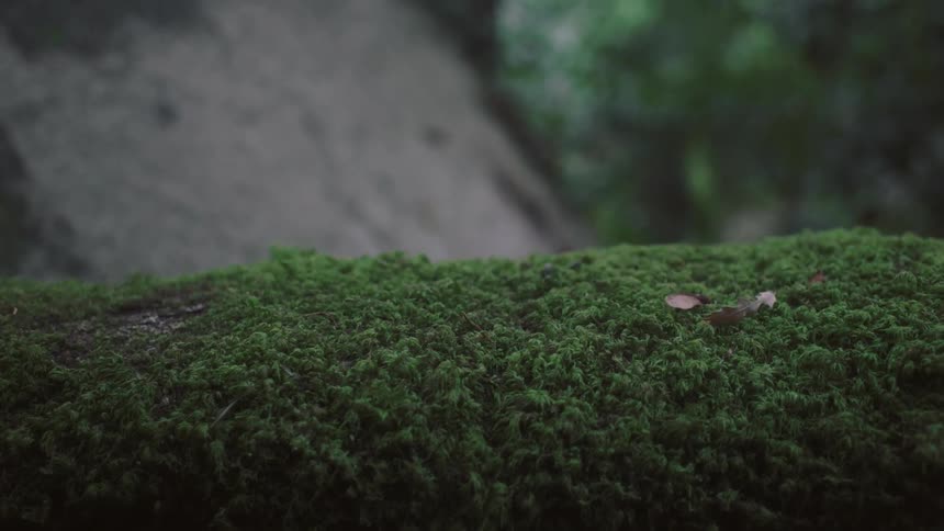 Green moss on a log in a forest