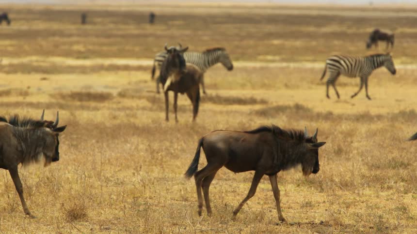 Wildebeest and zebra graze in a grassland during the day