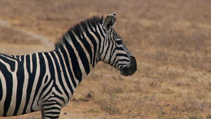 The zebra is walking on the field