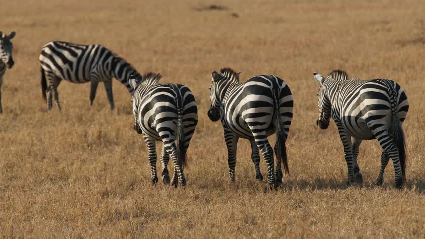 Zebras are walking in a field and grazing on dry grass