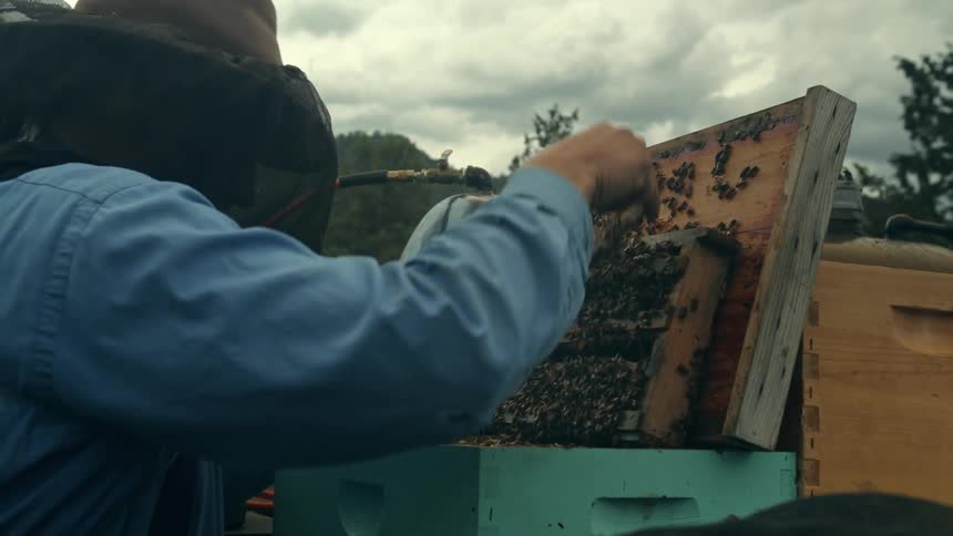 A beekeeper removes a bee covered wooden slat on an open beehive