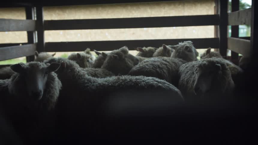 Tightly packed sheeps waiting on a shed in a farm at morning