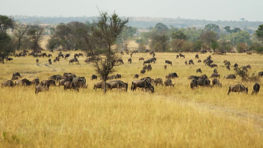 Herd of wildebeest grazing on the yellow grass in the savannah at daytime