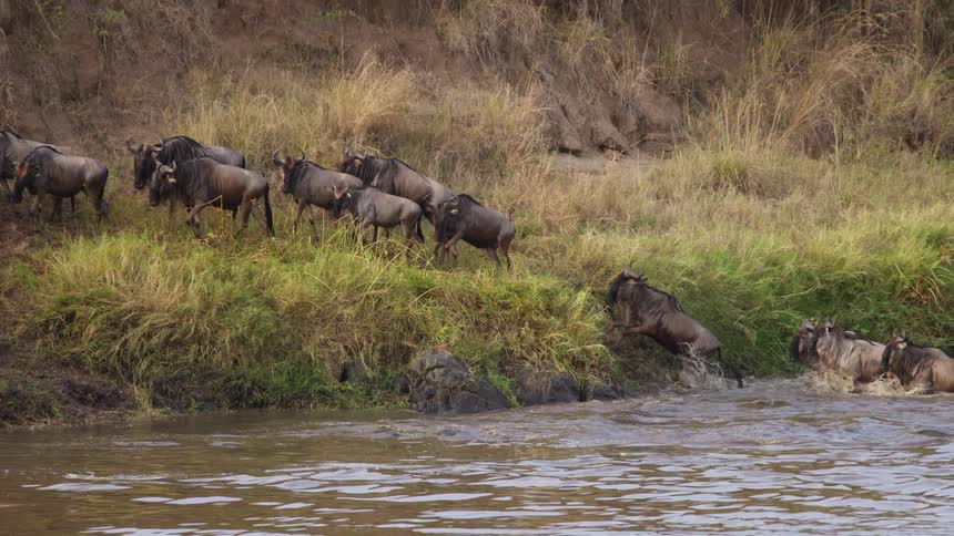 A herd of buffaloes is seen coming out of the water onto the grassland