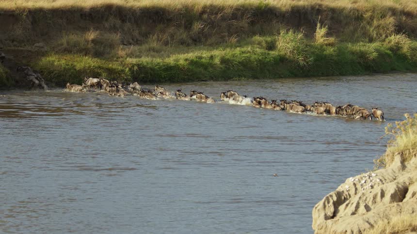 Bird flies through air as wildebeest herd crosses the river toward grassland