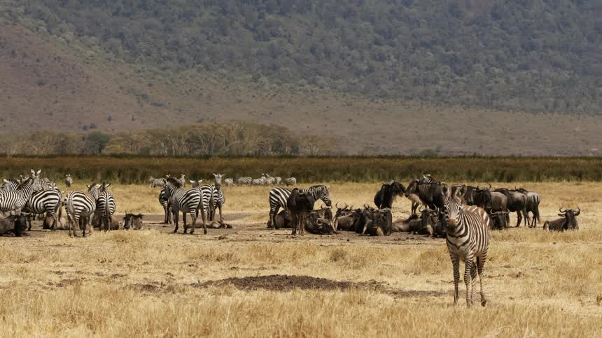 Mixed group of zebra and wildebeests occupy grassland near forested mountain