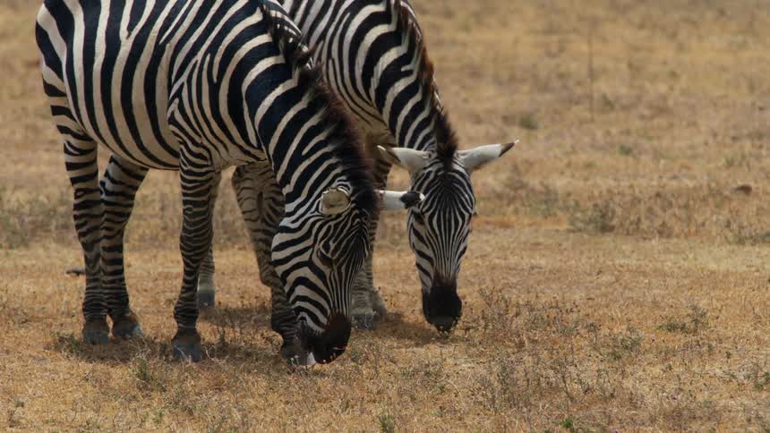 Two zebras are grazing in a field of dry grass and plants