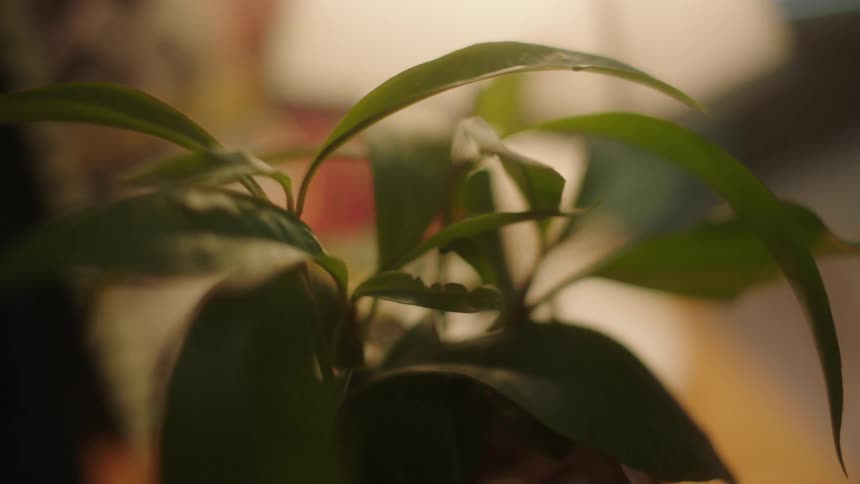A closeup captures a small plant with healthy looking green leafs