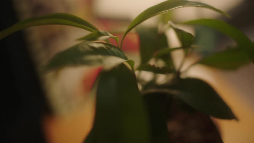 Plant sitting on a computer desk