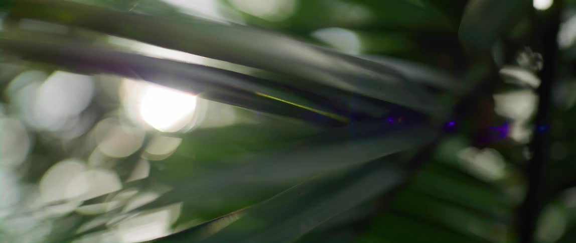 Close up of green bamboo leaves in sunny forest