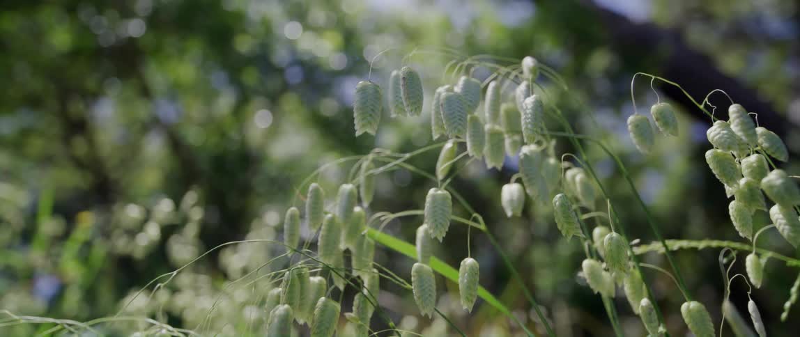 Closeup of chasmanthium latifolium northern sea oats in the forest