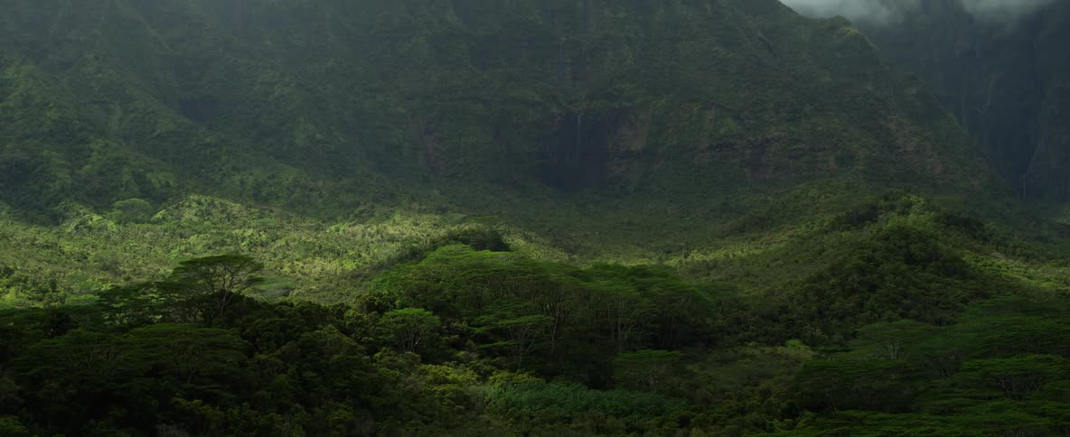 Dense green vegetation at the base of a mountain on a cloudy day