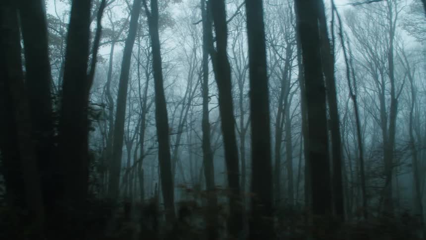 Fog shrouds a forest that is full of numerous leafless trees